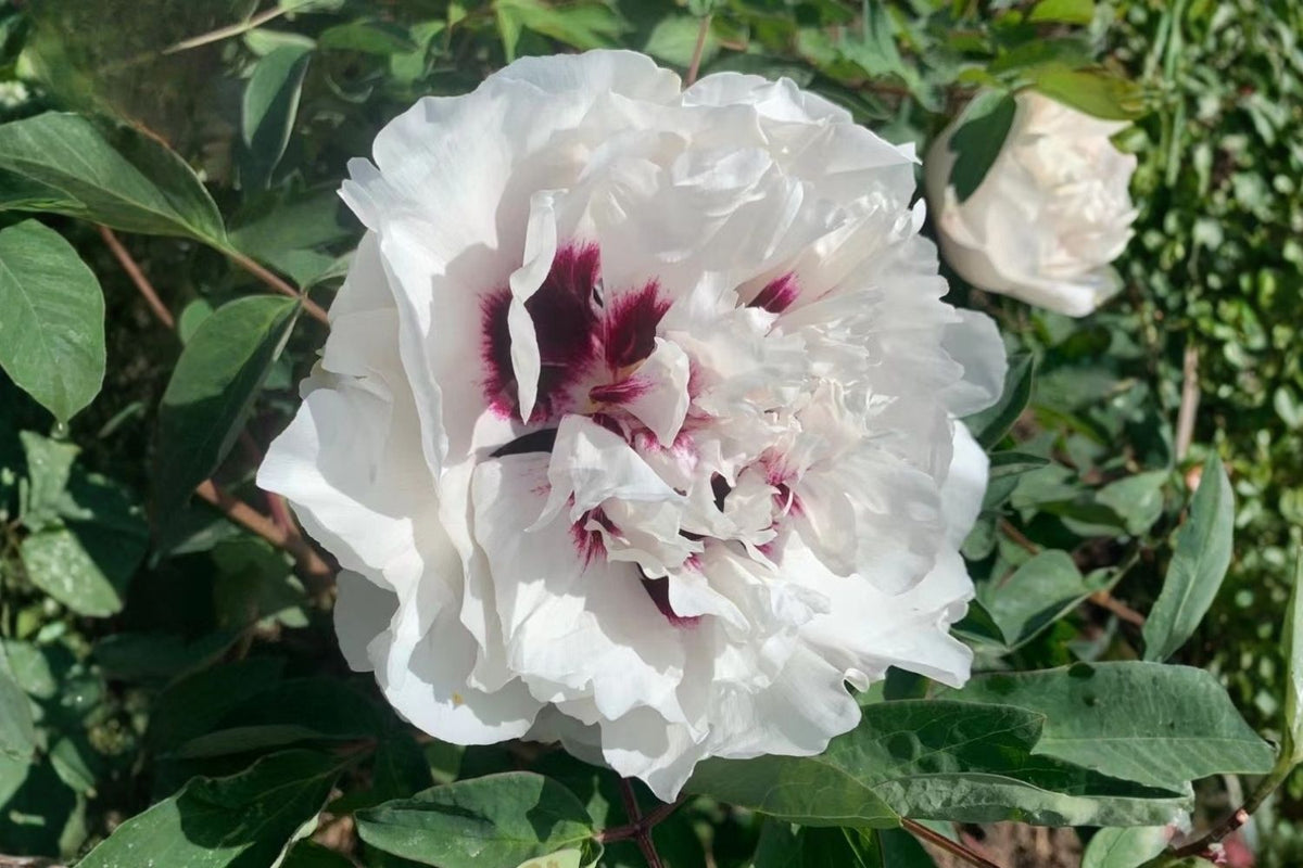 Paeonia rockii 'Pan Deng' Strauchpfingstrose 'Die Aufstrebende'