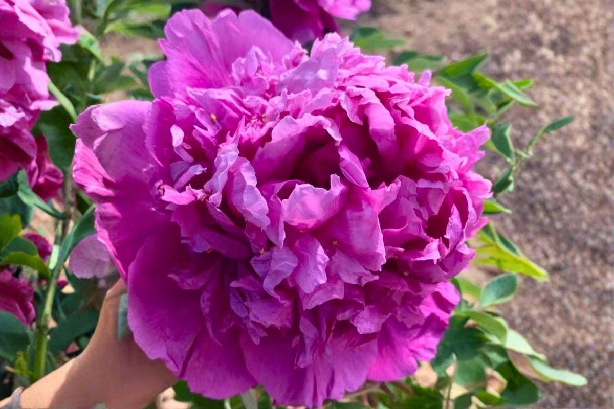 Paeonia rockii 'Lan Zou Chou' Strauchpfingstrose 'Blaues Seidenrelief'