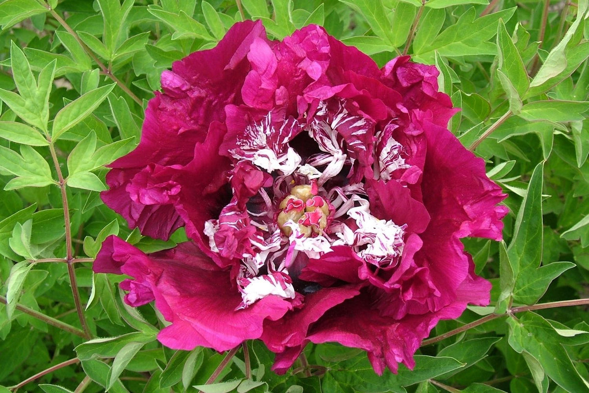 Paeonia rockii 'Zi Hai Yin Bo' Strauchpfingstrose 'Purpur-Meer im Silberglanz'