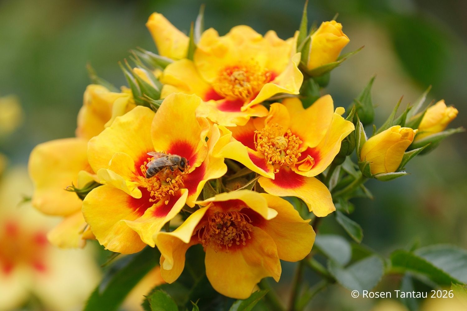 Rose 'Orienta® Milya' Persische Rose