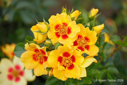 Rose 'Orienta® Milya' (Persische Rose)