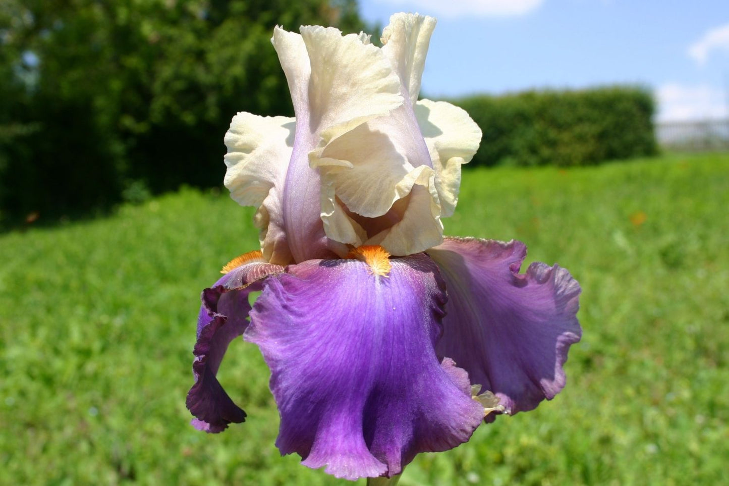Iris Barbata-Elatior 'Vague à l'ame' Hohe Bartschwertlilie