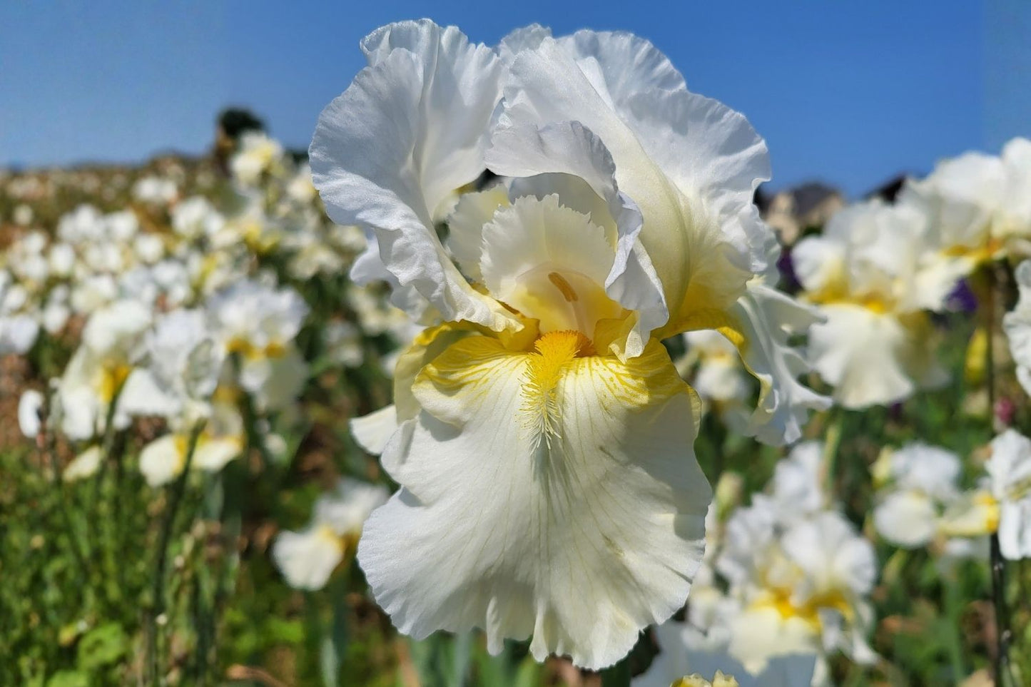 Iris Barbata-Elatior 'Country Manor' Hohe Bartschwertlilie