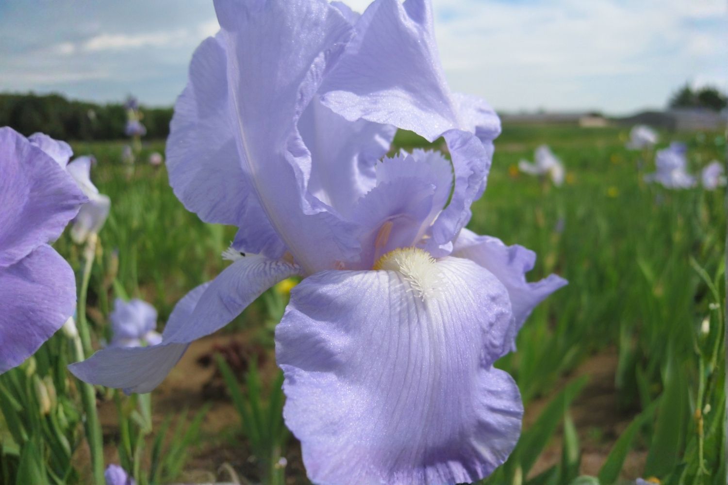 Iris Barbata-Elatior 'Eleanor's Pride' Hohe Garten-Schwertlilie