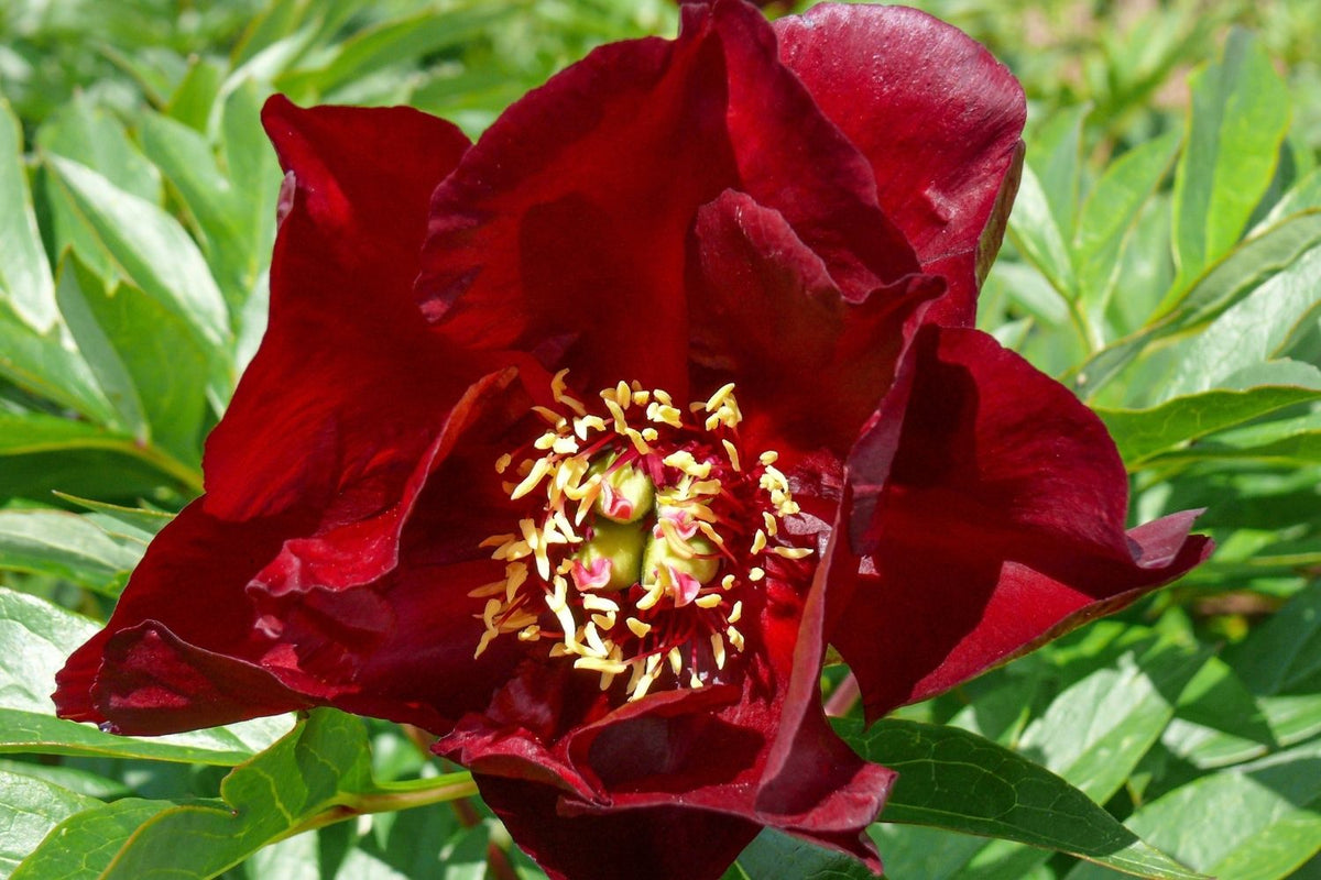 Paeonia Itoh-Hybride 'Simply Red' Intersektionelle Pfingstrose