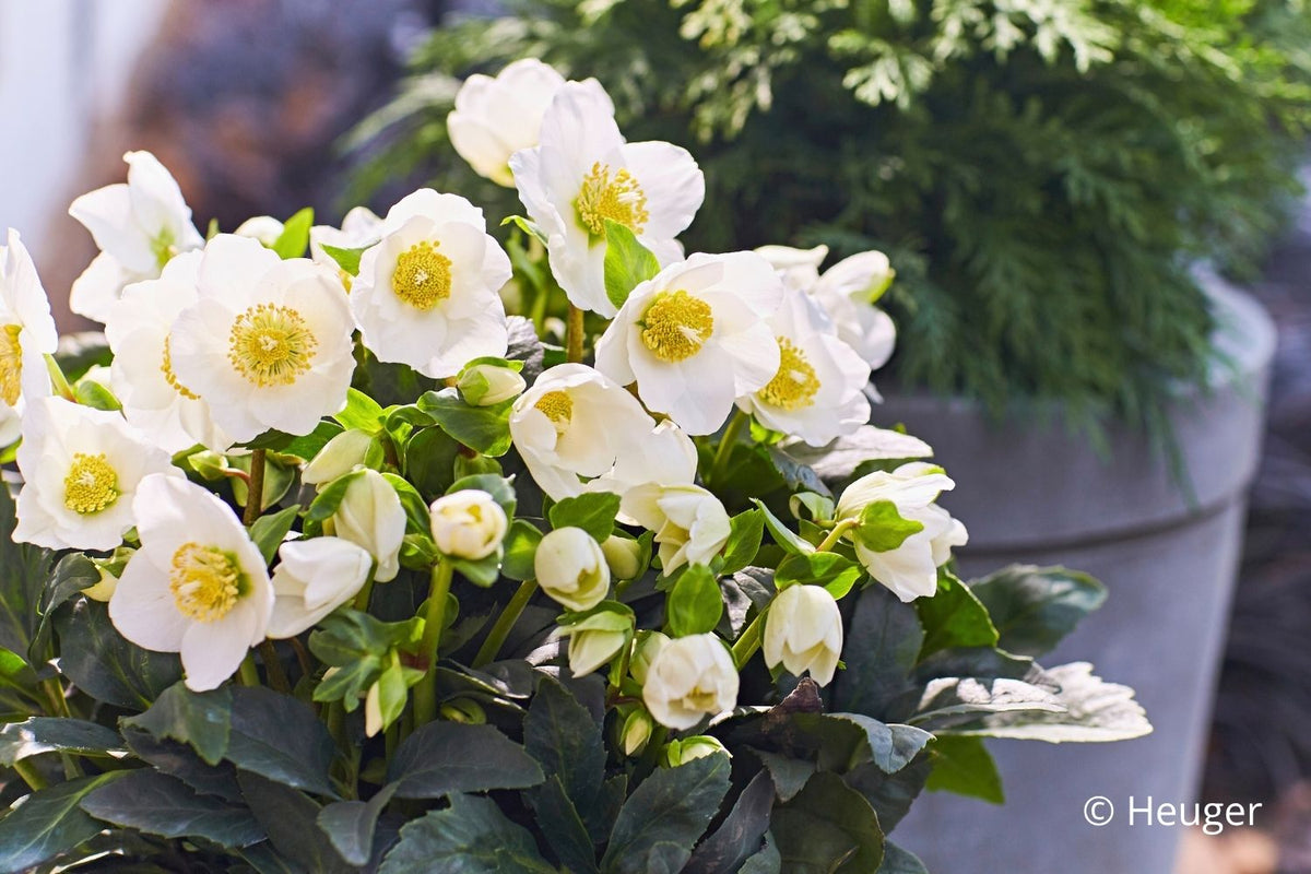 Helleborus HGC® 'Wintergold' Garten-Christrose HGC® 'Wintergold'