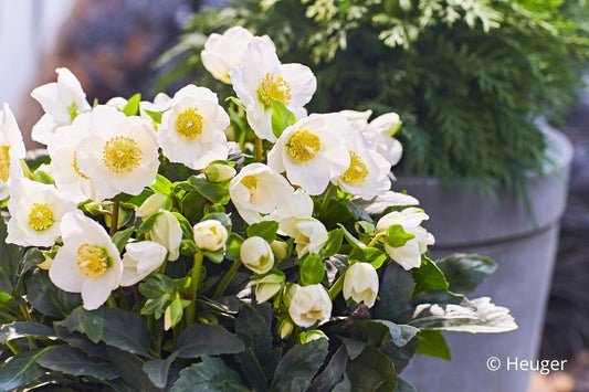 Helleborus HGC® 'Wintergold' Garten-Christrose HGC® 'Wintergold'