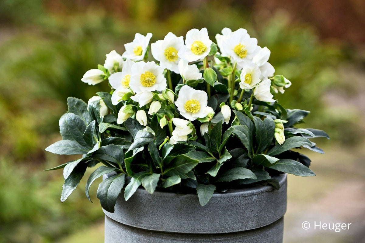 Helleborus HGC® 'Wintergold' (Garten-Christrose HGC® 'Wintergold')