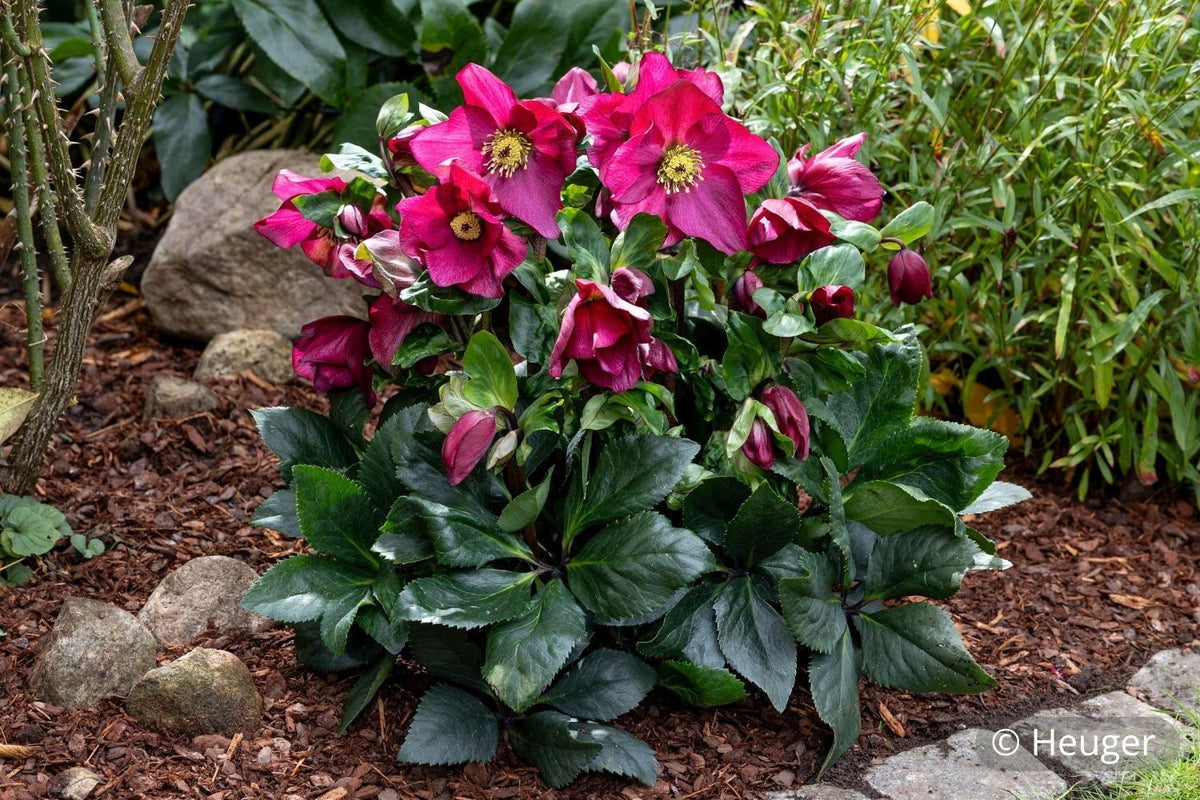 Helleborus HGC® 'Winter Ballet® Karli' Garten-Christrose HGC® 'Winter Ballet® Karli'