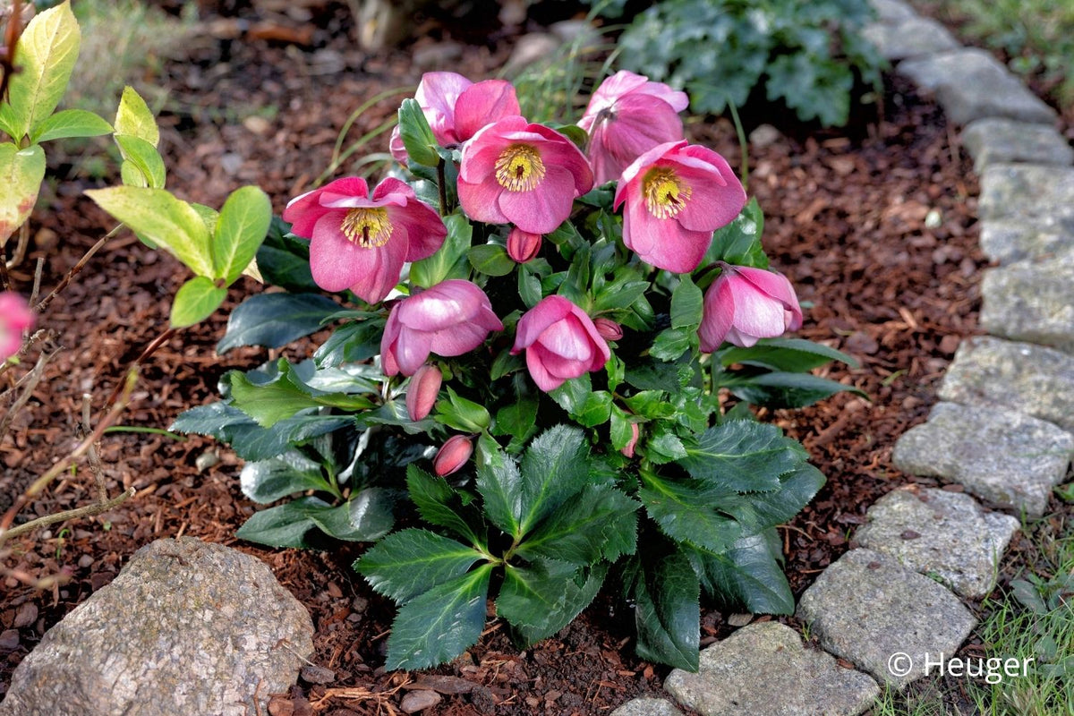Helleborus HGC® 'Winter Ballet® Kacy' Garten-Christrose HGC® 'Winter Ballet® Kacy'