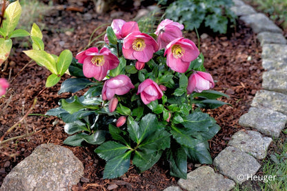 Helleborus HGC® 'Winter Ballet® Kacy' Garten-Christrose HGC® 'Winter Ballet® Kacy'