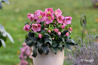 Helleborus HGC® 'Winter Ballet® Kacy' (Garten-Christrose HGC® 'Winter Ballet® Kacy')