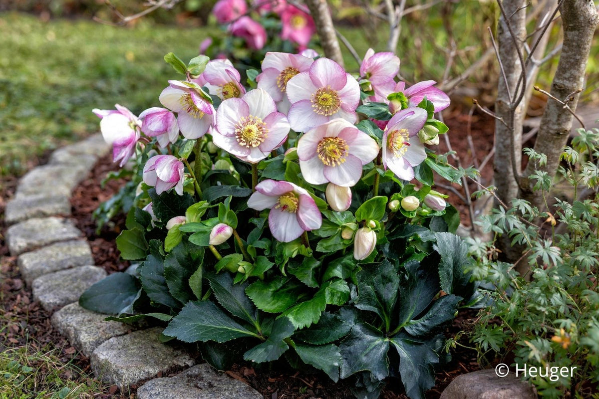 Helleborus HGC® 'Winter Ballet® Frostfire' Garten-Christrose HGC® 'Winter Ballet® Frostfire'