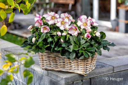Helleborus HGC® 'Winter Ballet® Frostfire' (Garten-Christrose HGC® 'Winter Ballet® Frostfire')