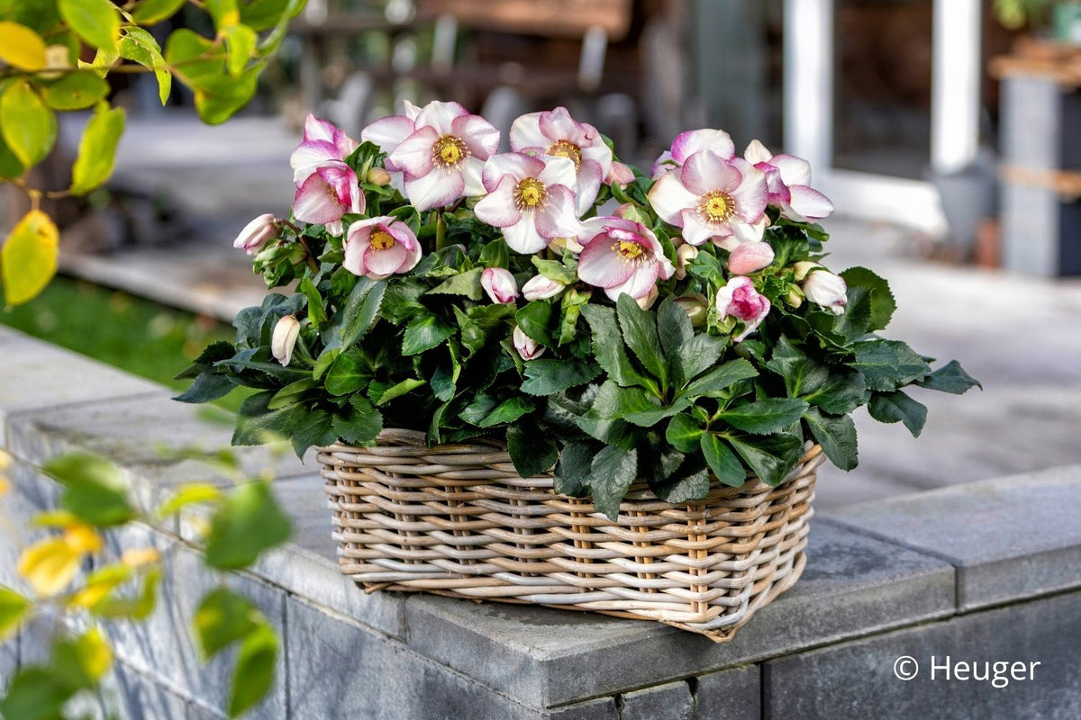 Helleborus HGC® 'Winter Ballet® Frostfire' (Garten-Christrose HGC® 'Winter Ballet® Frostfire')