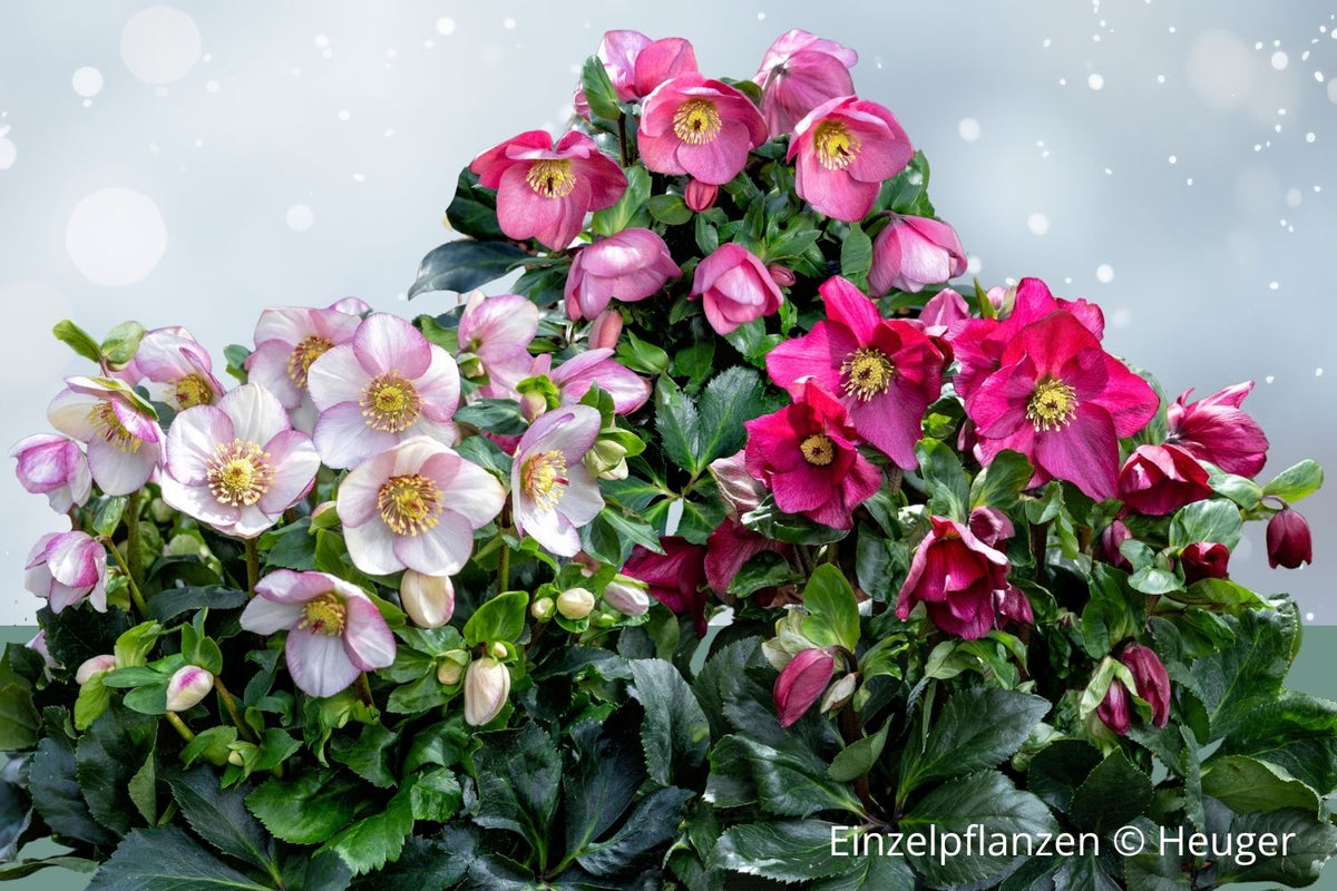 Jubiläumsangebot 'Christrosen' Traumhafte Helleborus-Sorten für Beete & Kübel