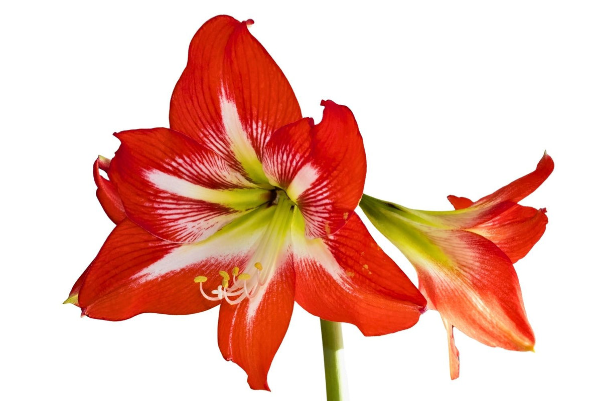 Hippeastrum Jumbo rot-weiß Amaryllis | Ritterstern