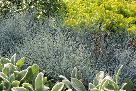 Festuca cinerea [glauca] Blau-Schwingel