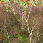 Foeniculum vulgare 'Atropurpureum' Dunkelblättriger Garten-Fenchel