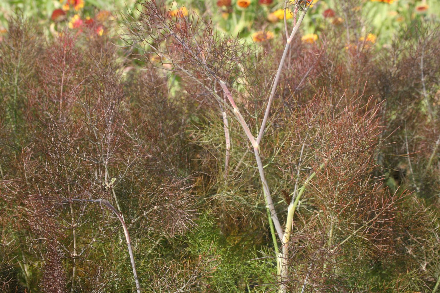 Foeniculum vulgare 'Atropurpureum' Dunkelblättriger Garten-Fenchel