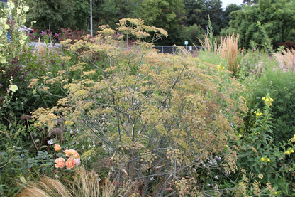 Foeniculum vulgare 'Atropurpureum' (Dunkelblättriger Garten-Fenchel)