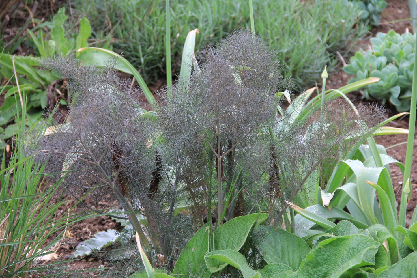 Foeniculum vulgare 'Atropurpureum' (Dunkelblättriger Garten-Fenchel)