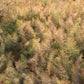 Foeniculum vulgare 'Atropurpureum' (Dunkelblättriger Garten-Fenchel)