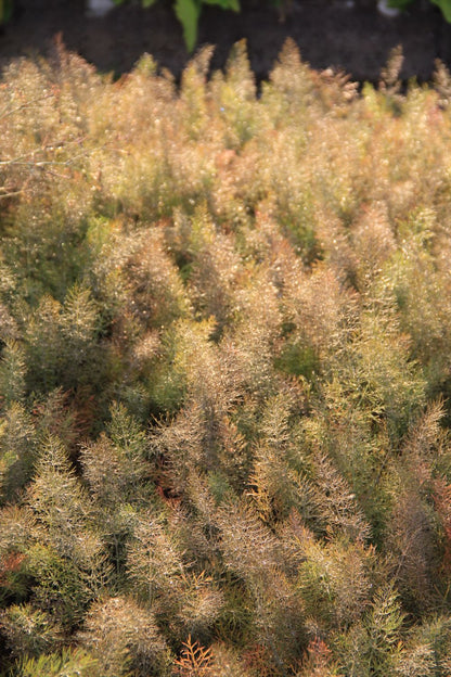 Foeniculum vulgare 'Atropurpureum' (Dunkelblättriger Garten-Fenchel)