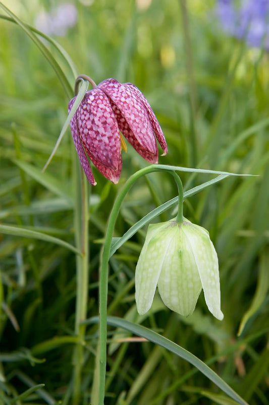 Fritillaria meleagris Prachtmischung Gewöhnliche Schachbrettblume
