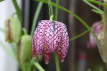 Fritillaria meleagris Prachtmischung (Gewöhnliche Schachbrettblume)