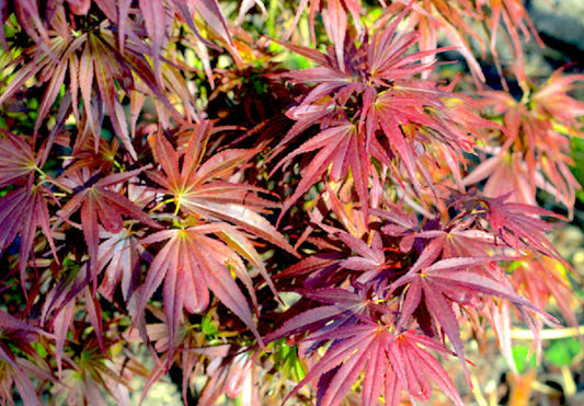 Acer palmatum 'Shaina' Fächerahorn