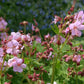 Geranium macrorrhizum 'Ingwersen' Garten-Storchschnabel