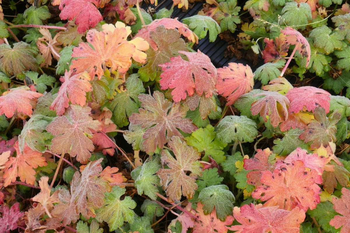 Geranium macrorrhizum 'Ingwersen' (Garten-Storchschnabel)