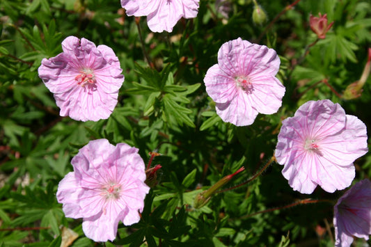 Geranium sang.var.striatum Blut-Storchschnabel