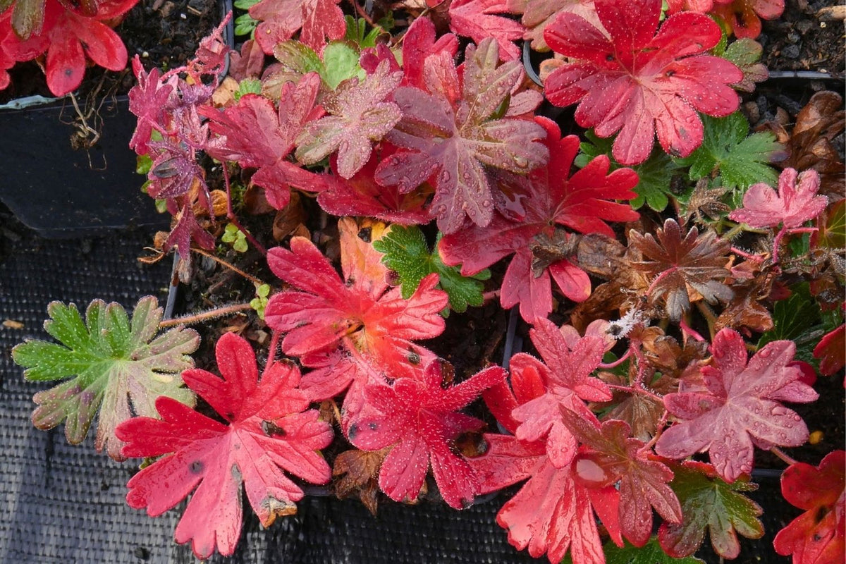 Geranium sang.var.striatum (Blut-Storchschnabel)