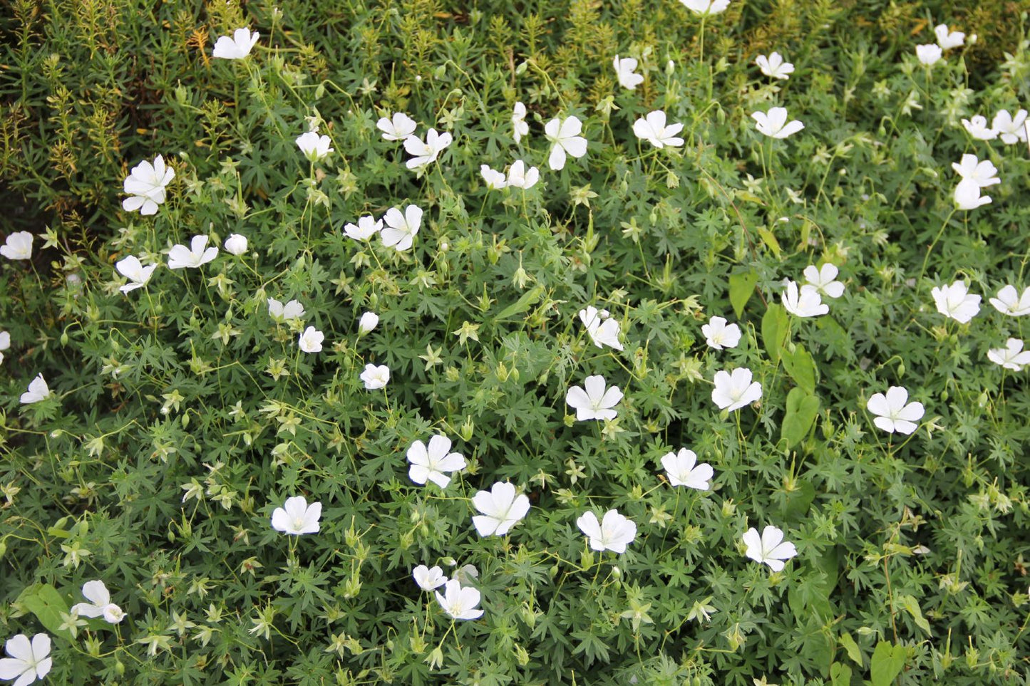 Geranium sanguineum 'Album' (Blut-Storchschnabel)