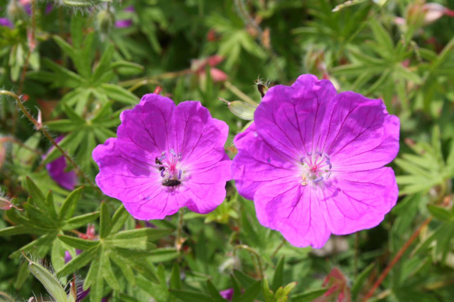 Geranium sanguineum 'Elsbeth' Blutstorchschnabel