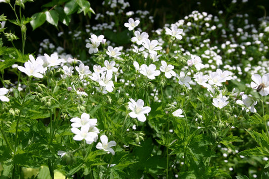 Geranium sylvaticum 'Album' Wald-Storchschnabel