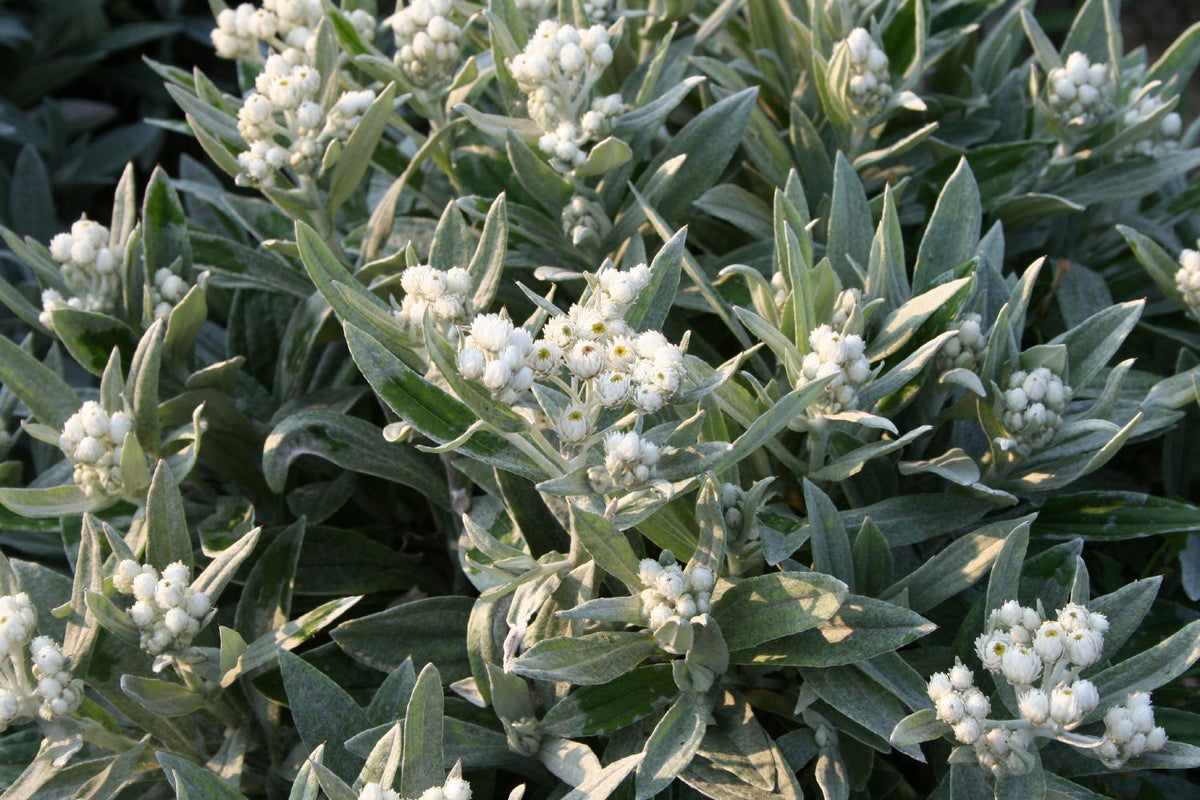 Anaphalis triplinervis 'Sommerschnee' (Perlkörbchen) - P 0,5