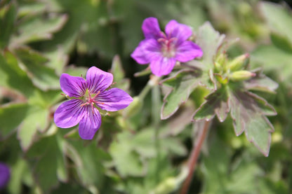 Geranium wlassovianum (Wlassovs Storchschnabel)