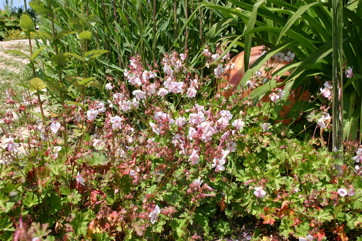 Geranium x cantabrigiense 'Biokovo' (Cambridge-Storchschnabel)