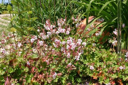 Geranium x cantabrigiense 'Biokovo' (Cambridge-Storchschnabel)
