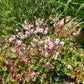 Geranium x cantabrigiense 'Biokovo' (Cambridge-Storchschnabel)