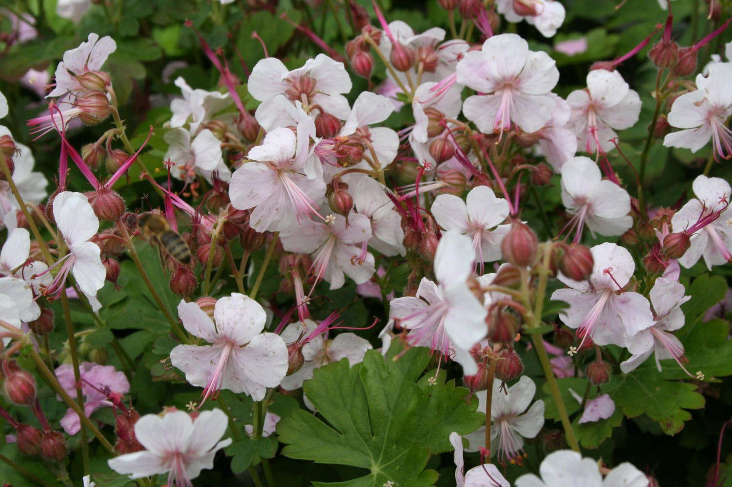 Geranium x cantabrigiense 'Biokovo' (Cambridge-Storchschnabel)