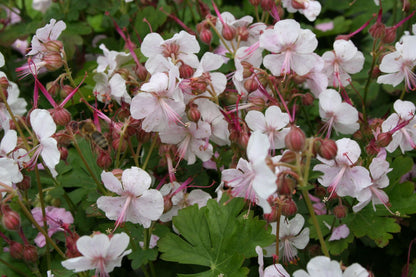 Geranium x cantabrigiense 'Biokovo' (Cambridge-Storchschnabel)