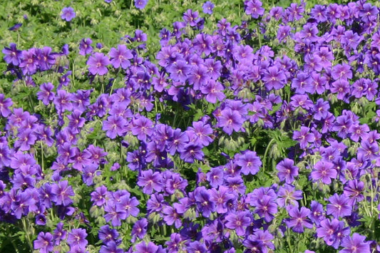 Geranium x magnificum Prächtiger Storchschnabel