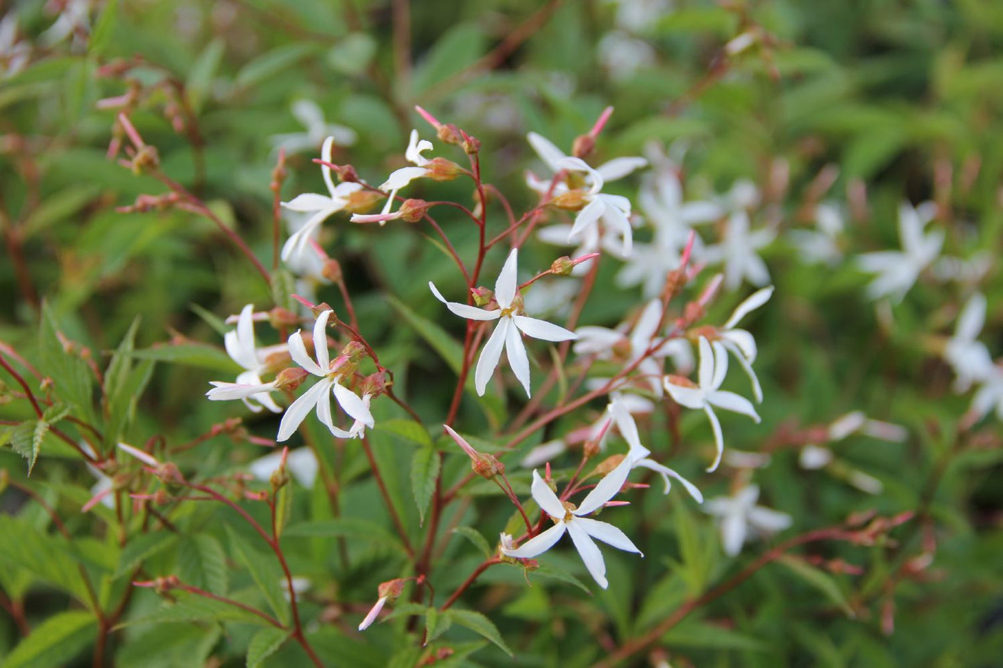 Gillenia trifoliata Dreiblattspiere