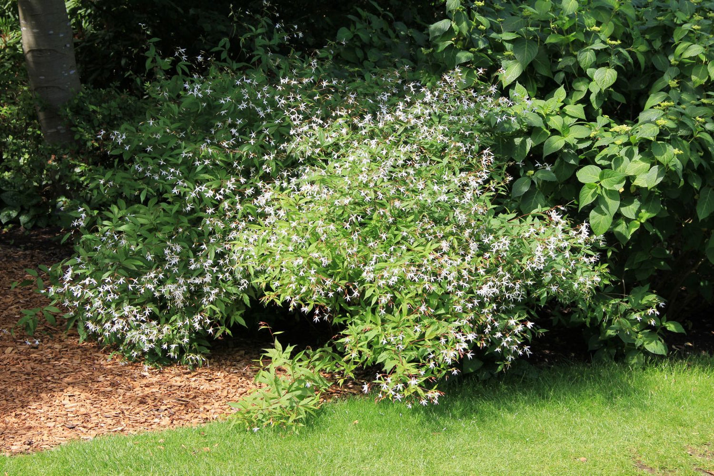 Gillenia trifoliata (Dreiblattspiere)