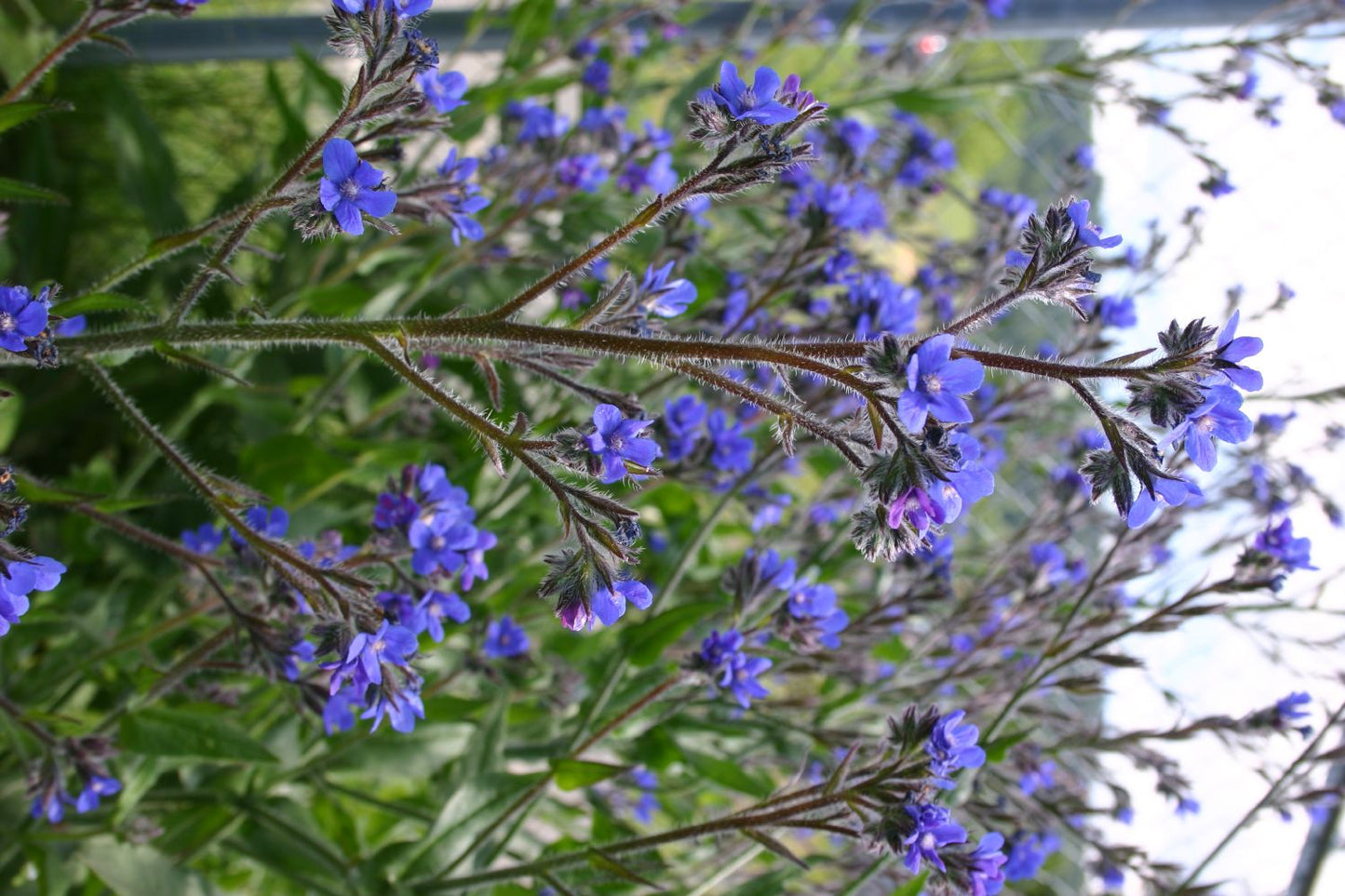 Anchusa azurea 'Loddon Royalist' (Große Garten-Ochsenzunge)