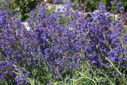 Anchusa azurea 'Loddon Royalist' (Große Garten-Ochsenzunge)